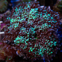 WYSIWYG Aussie Neon Blue Magic Carpet Mushroom (Rare, 1-2")