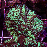 WYSIWYG Aussie Bright Teal Magic Carpet Mushroom (1-2")