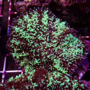 WYSIWYG Aussie Bright Teal Magic Carpet Mushroom (1-2")