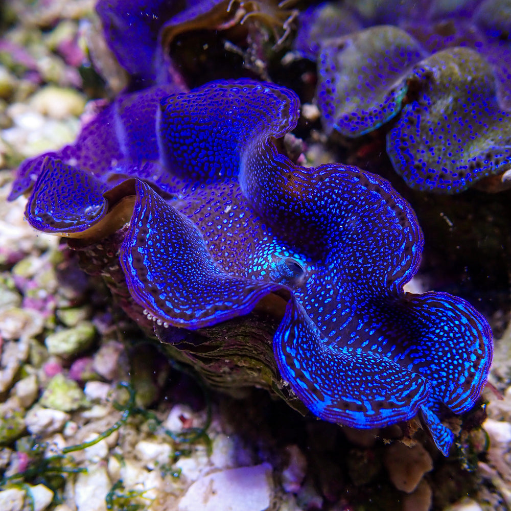 WYSIWYG Ultra Blue Tridacna Squamosa Clam (1.5-2