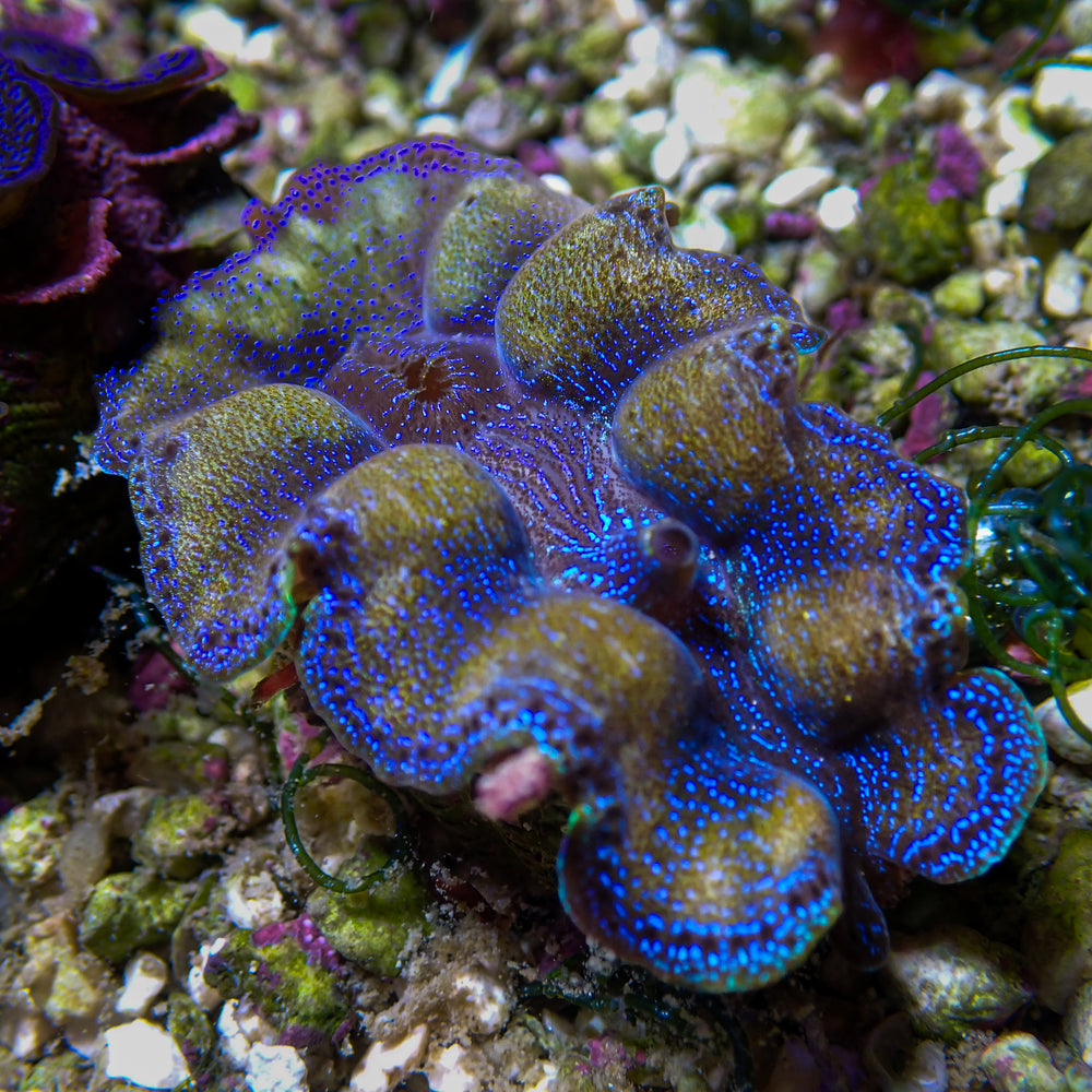 WYSIWYG Gold Rim Multicolor Crocea Clam (1.5-2
