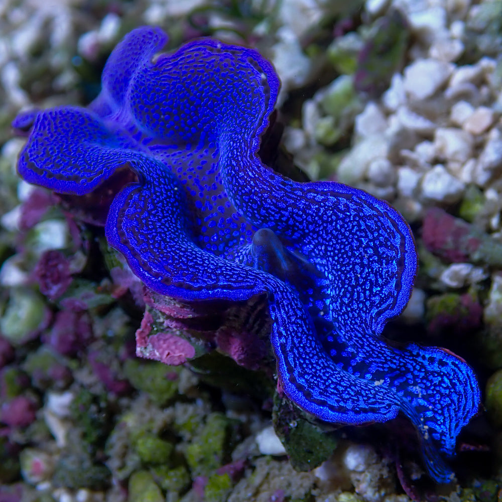 WYSIWYG Ultra Blue Tridacna Squamosa Clam (1.5-2