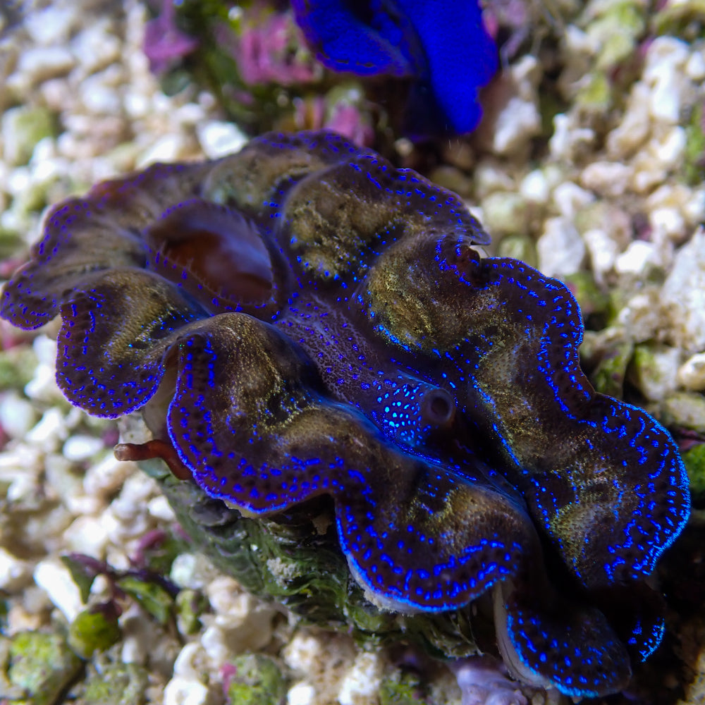 WYSIWYG Gold Rim Multicolor Crocea Clam (1.5-2