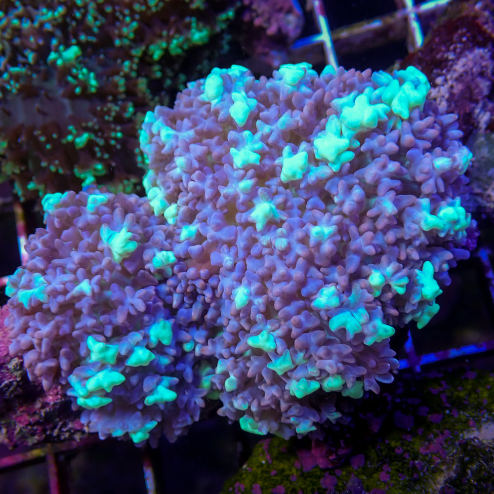 WYSIWYG Aussie Neon Blue Magic Carpet Mushroom (Rare, 1-2