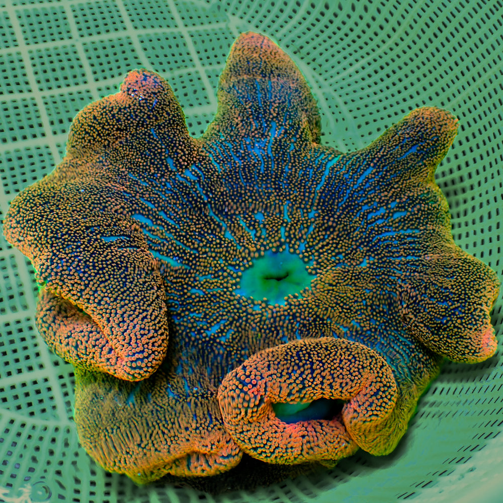 WYSIWYG Haddoni Orange Sunkist Rainbow Carpet Anemone (9-11