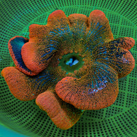 WYSIWYG Haddoni Orange Sunkist Rainbow Carpet Anemone (9-11")
