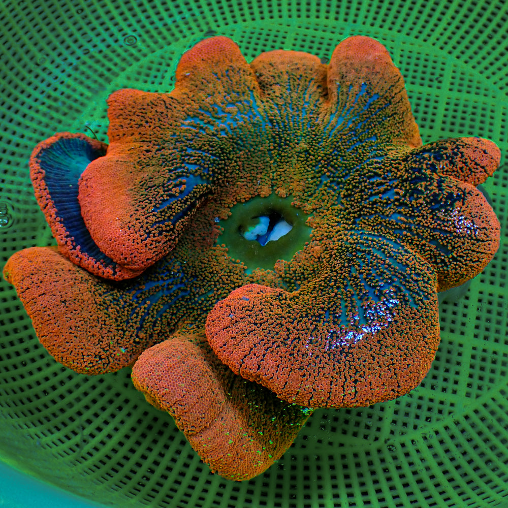 WYSIWYG Haddoni Orange Sunkist Rainbow Carpet Anemone (9-11
