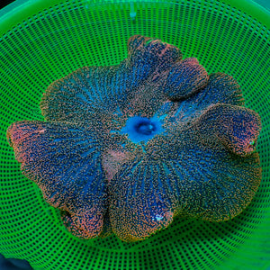 WYSIWYG XL Red Ruby Rainbow Haddoni Carpet Anemone (11-13")