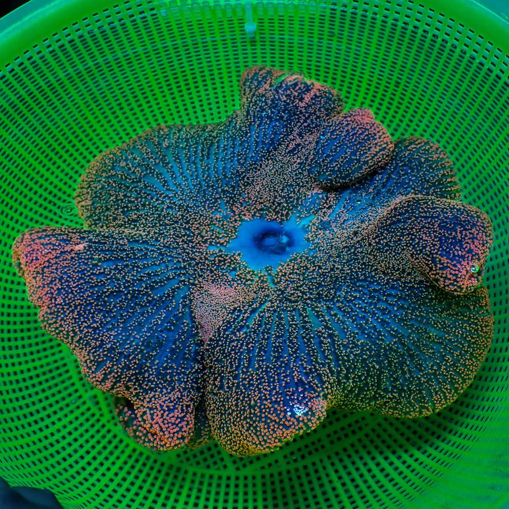 WYSIWYG XL Red Ruby Rainbow Haddoni Carpet Anemone (11-13