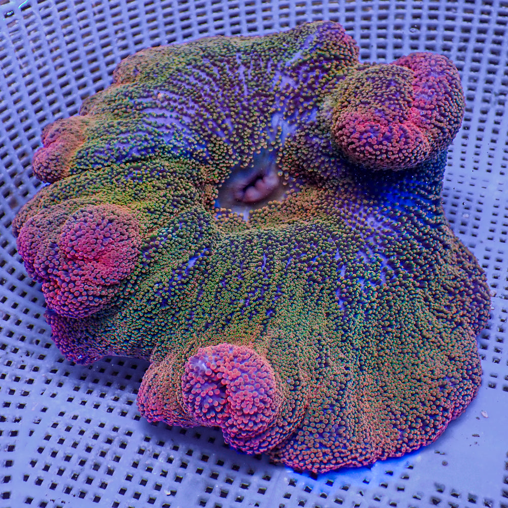 WYSIWYG Ultra Rainbow Haddoni Carpet Anemone (7-9