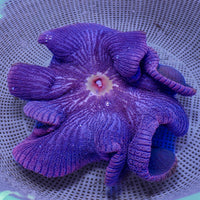WYSIWYG XL Deep Purple Haddoni Carpet Anemone (11-13")