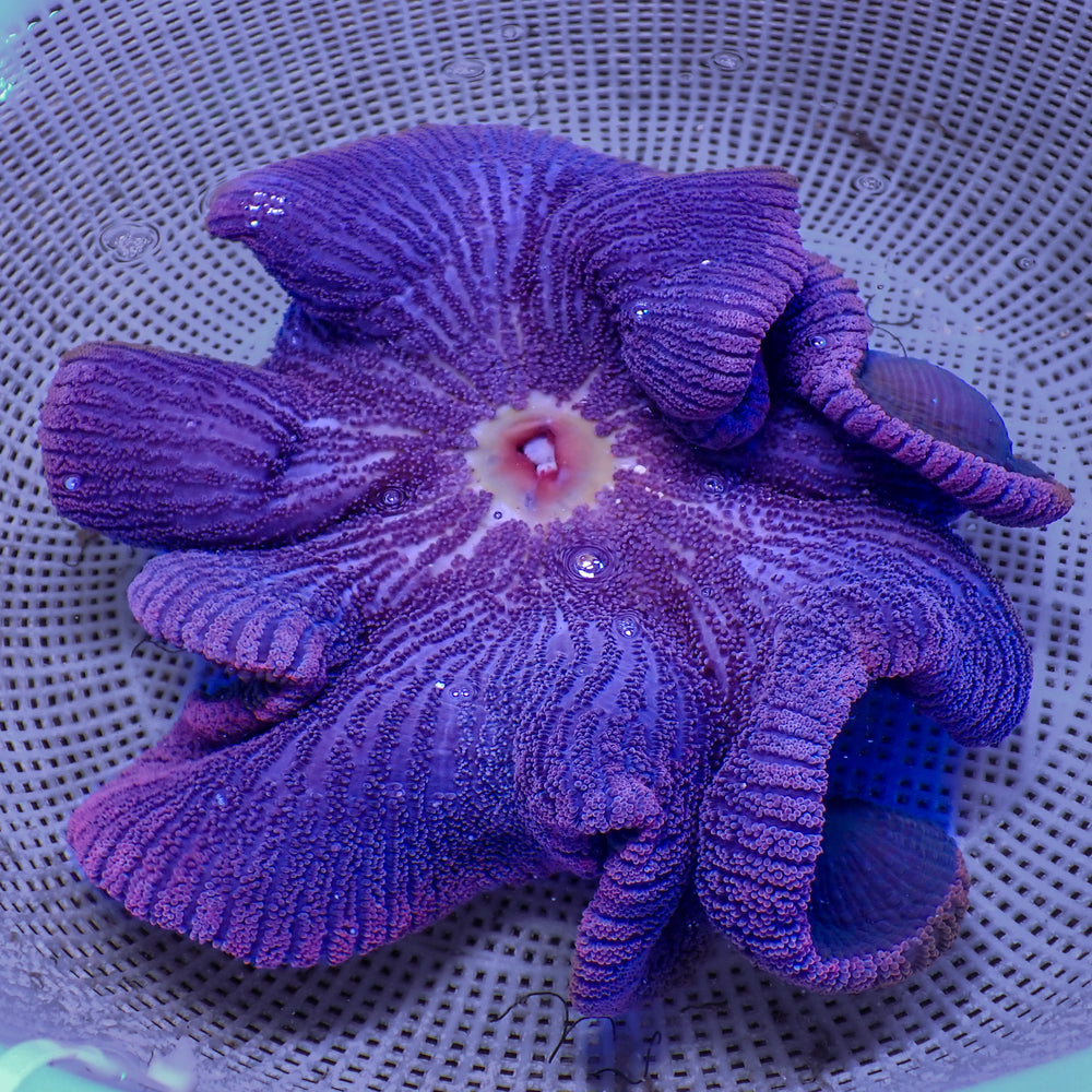 WYSIWYG XL Deep Purple Haddoni Carpet Anemone (11-13