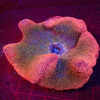 WYSIWYG Hot Pink Rainbow Haddoni Carpet Anemone (7-9")