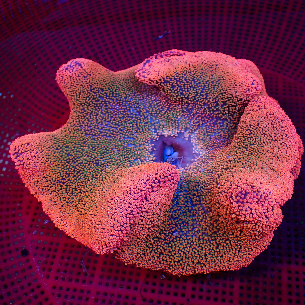 WYSIWYG Hot Pink Rainbow Haddoni Carpet Anemone (7-9
