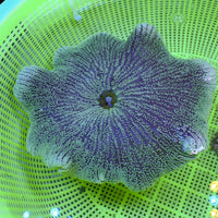 WYSIWYG Phantom Ring Haddoni Carpet Anemone (9-11")