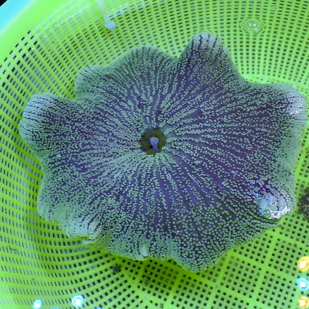 WYSIWYG Phantom Ring Haddoni Carpet Anemone (9-11