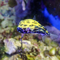 WYSIWYG Juvenile Blue Pelagic Procupine Puffer (Rare, 0.5-1")
