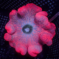 WYSIWYG Hot Pink Haddoni Carpet Anemone (4-6")