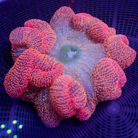 WYSIWYG Peachy Pink Rainbow Haddoni Carpet Anemone (6-8")