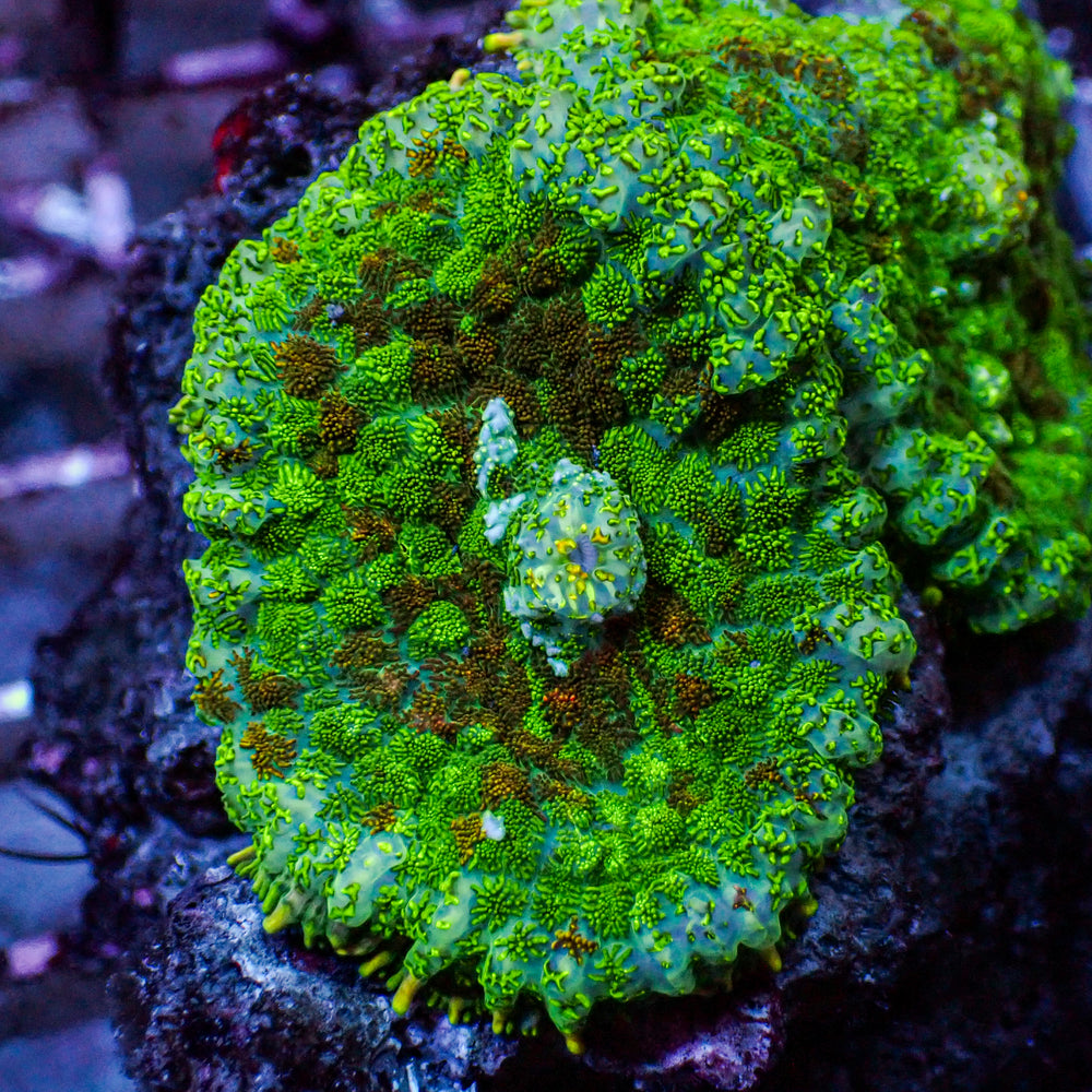 Emerald Picasso Rhodactis Mushroom