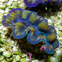 WYSIWYG Gold Rim Multicolor Crocea Clam (1.5-2")