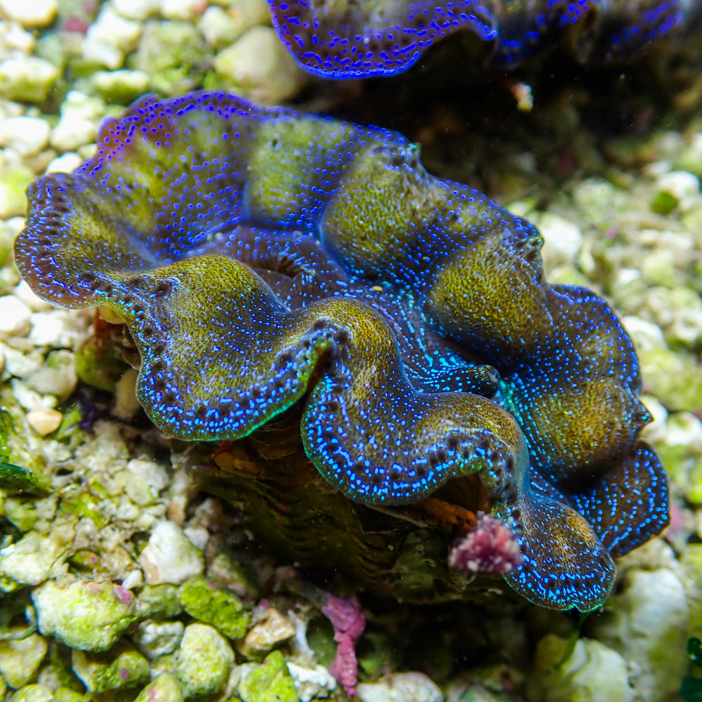 WYSIWYG Gold Rim Multicolor Crocea Clam (1.5-2