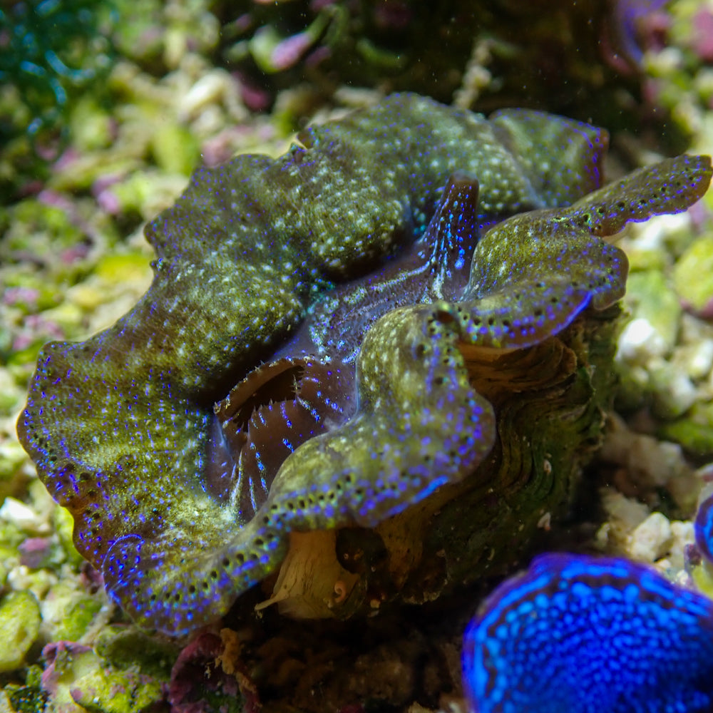 WYSIWYG Multicolor Crocea Clam (1.5-2