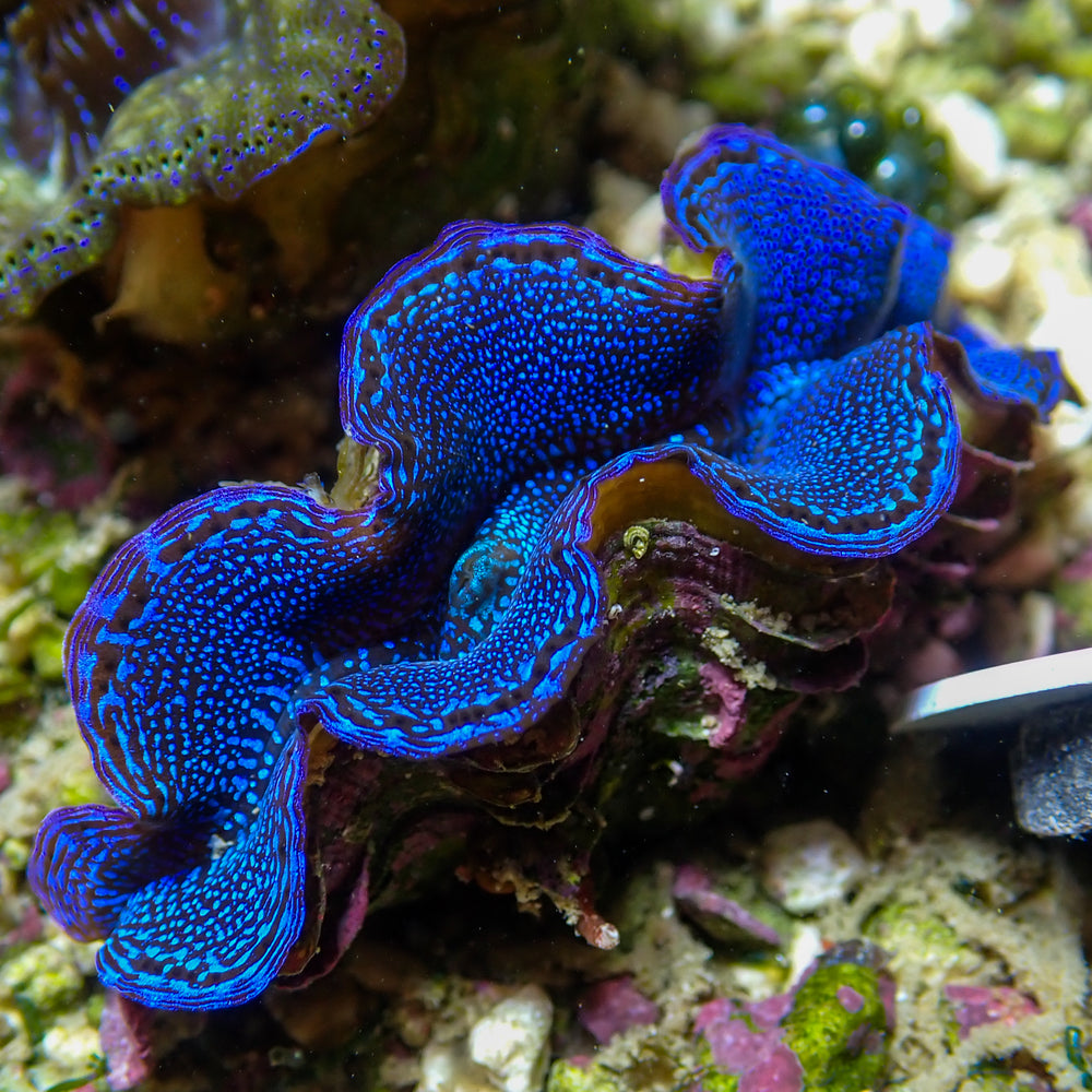 WYSIWYG Ultra Blue Tridacna Squamosa Clam (1.5-2