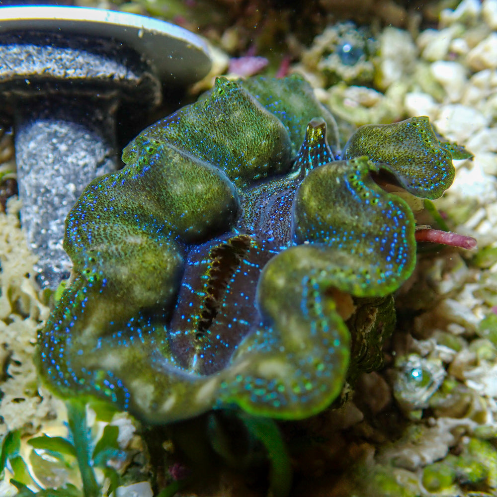 WYSIWYG Multicolor Crocea Clam (1.5-2