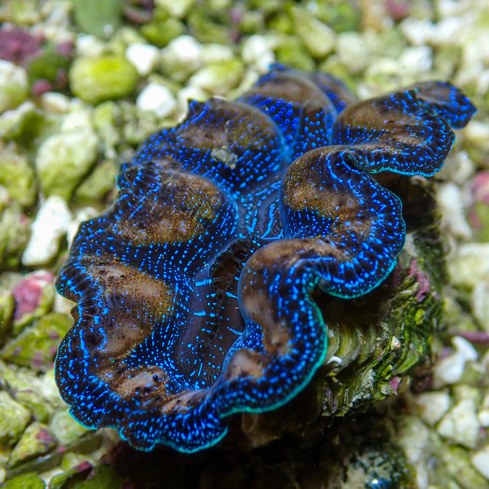 WYSIWYG Gold Rim Multicolor Crocea Clam (1.5-2