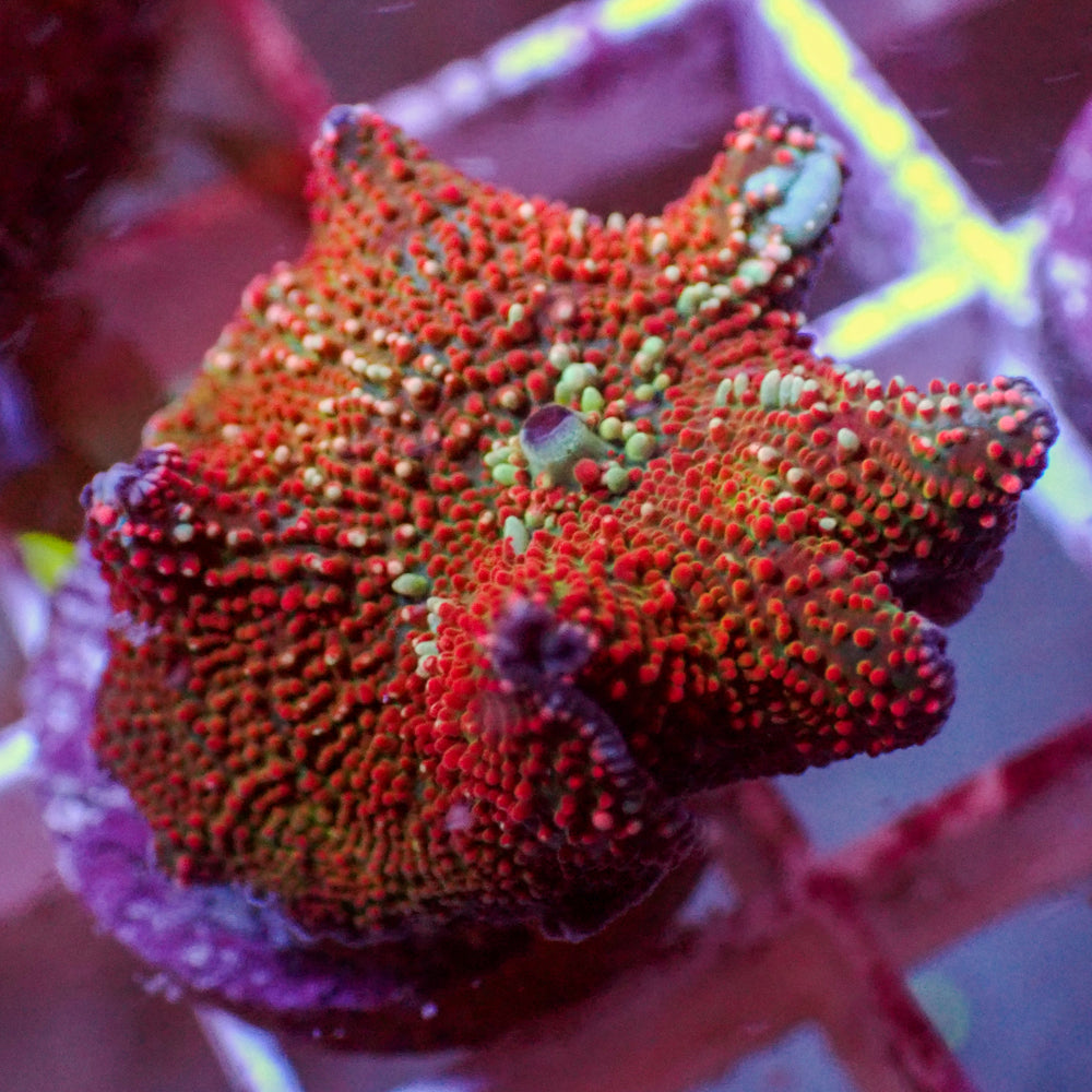 WYSIWYG Ultra Crimson Vector Discosoma Mushroom
