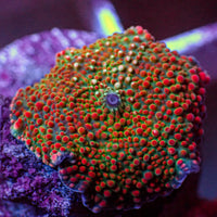 WYSIWYG Ultra Crimson Vector Discosoma Mushroom