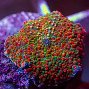 WYSIWYG Ultra Crimson Vector Discosoma Mushroom