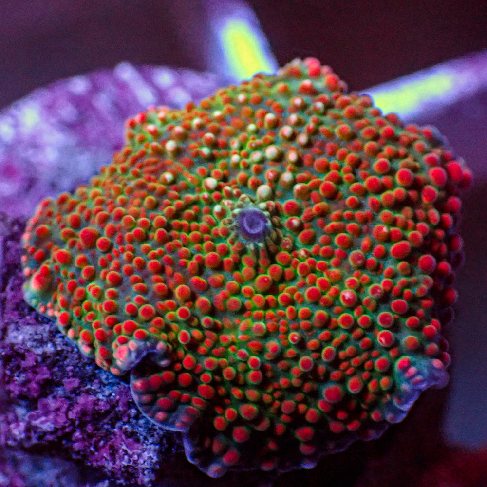 WYSIWYG Ultra Crimson Vector Discosoma Mushroom