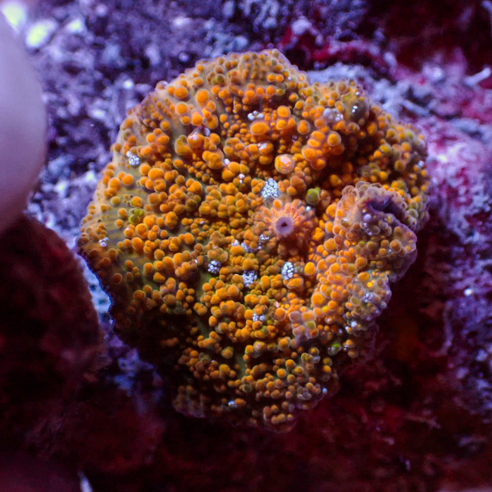 WYSIWYG Gold Fever Discosoma Mushroom