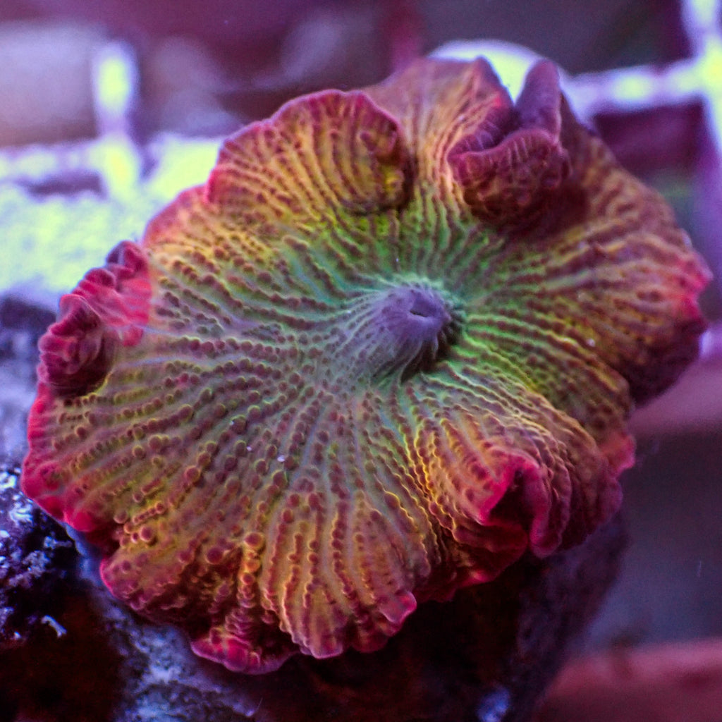 WYSIWYG Fantasia Rainbow Discosoma Mushroom (Rare) - Corals Anonymous