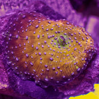 Purple Spotted Iridescent Golden Discosoma Mushroom
