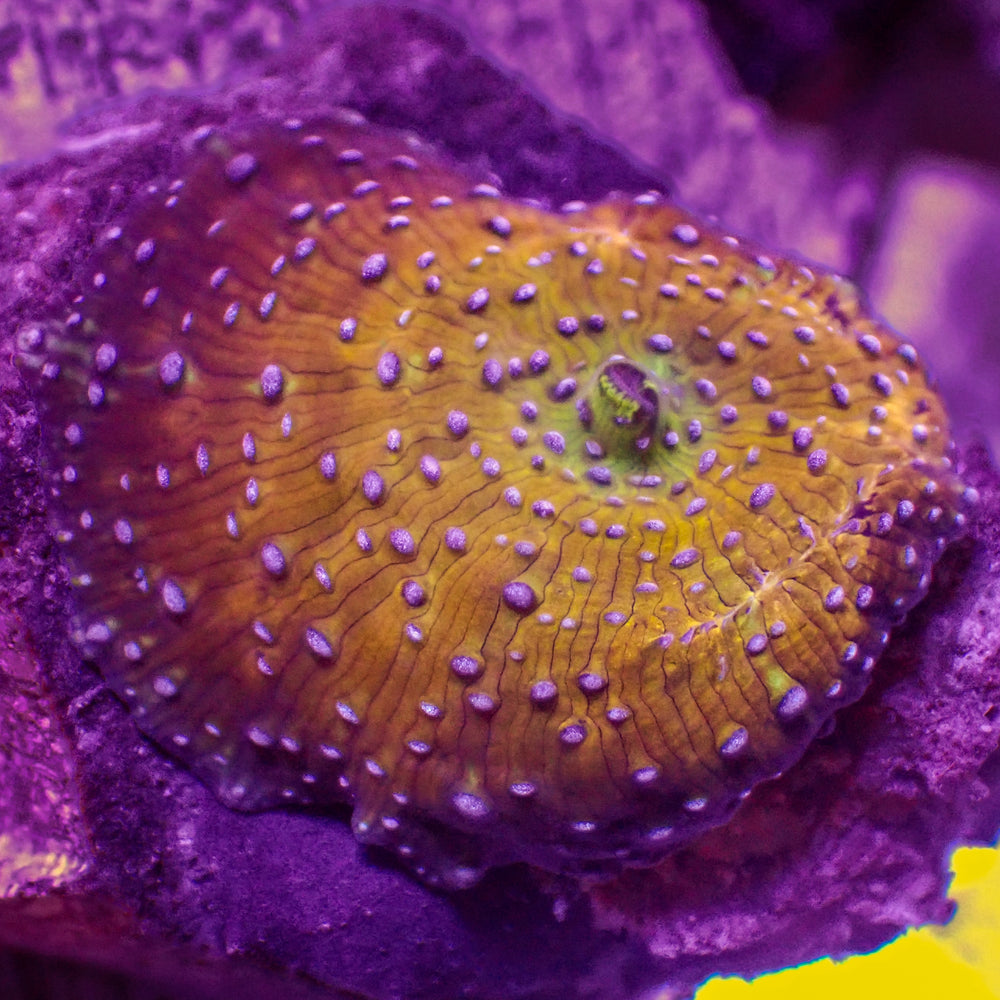 Purple Spotted Iridescent Golden Discosoma Mushroom
