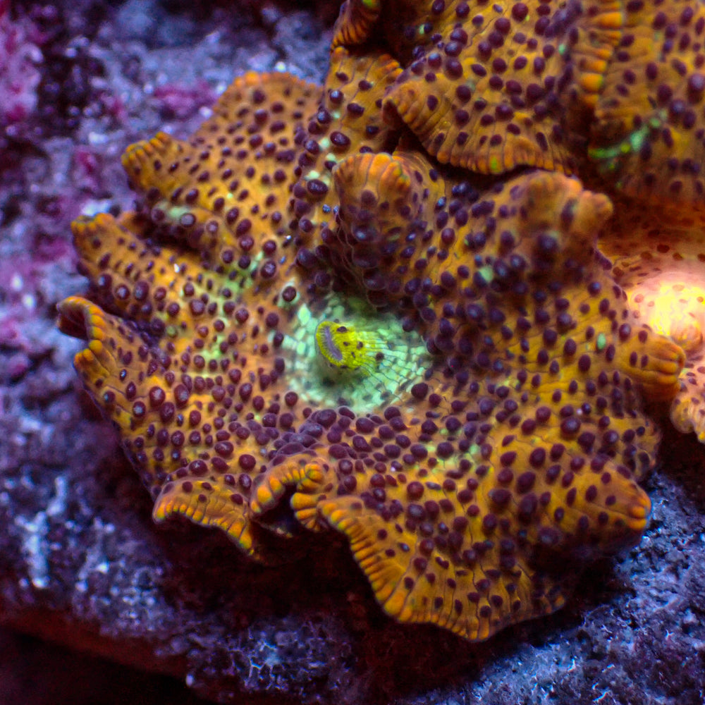 Teal Mouth Leopard Discosoma Mushroom