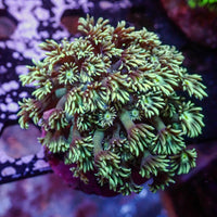 WYSIWYG Teal Green Goniopora Colony (1-2")