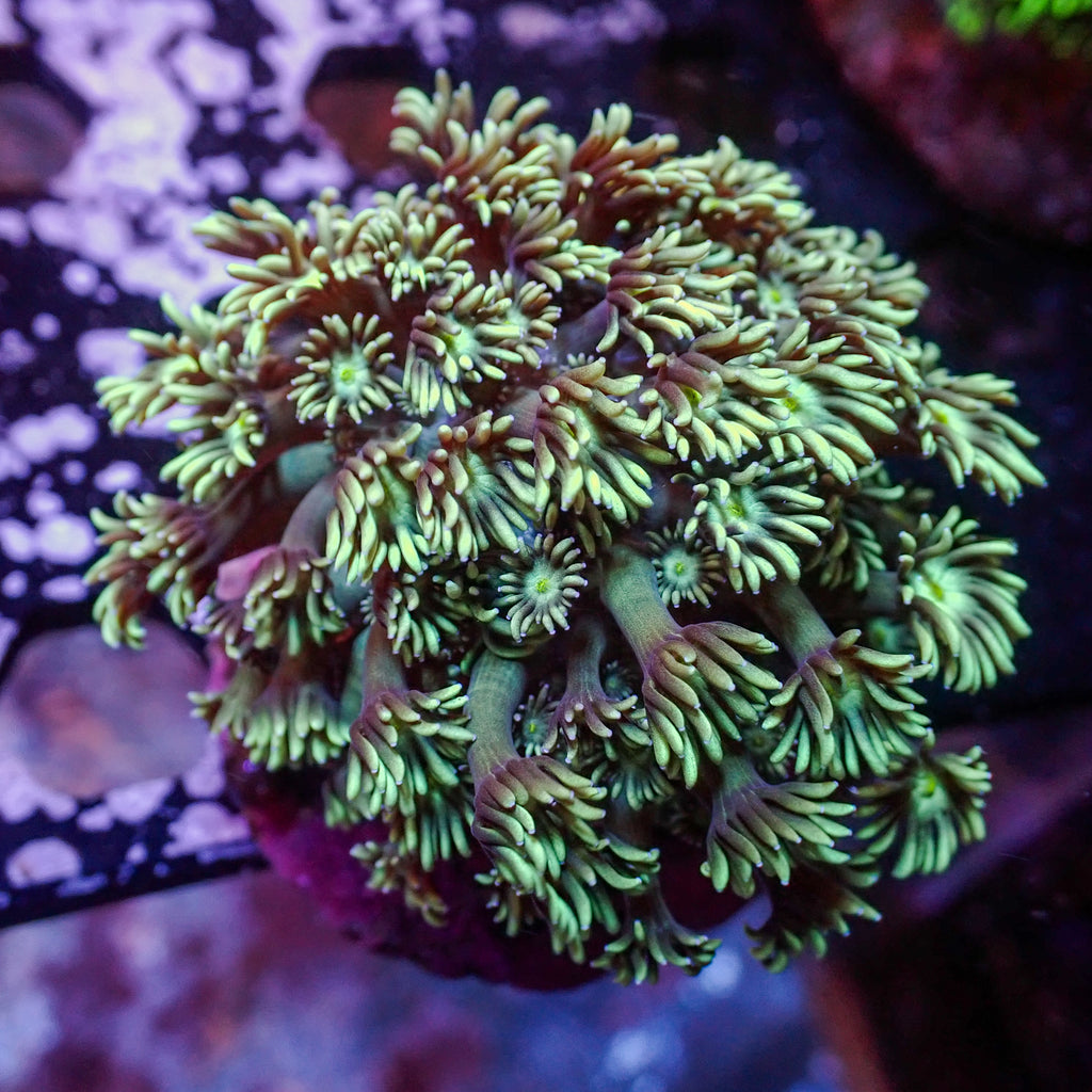 WYSIWYG Teal Green Goniopora Colony (1-2") - Corals Anonymous