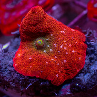 WYSIWYG Pink Spotted Red Iridescent Discosoma Mushroom