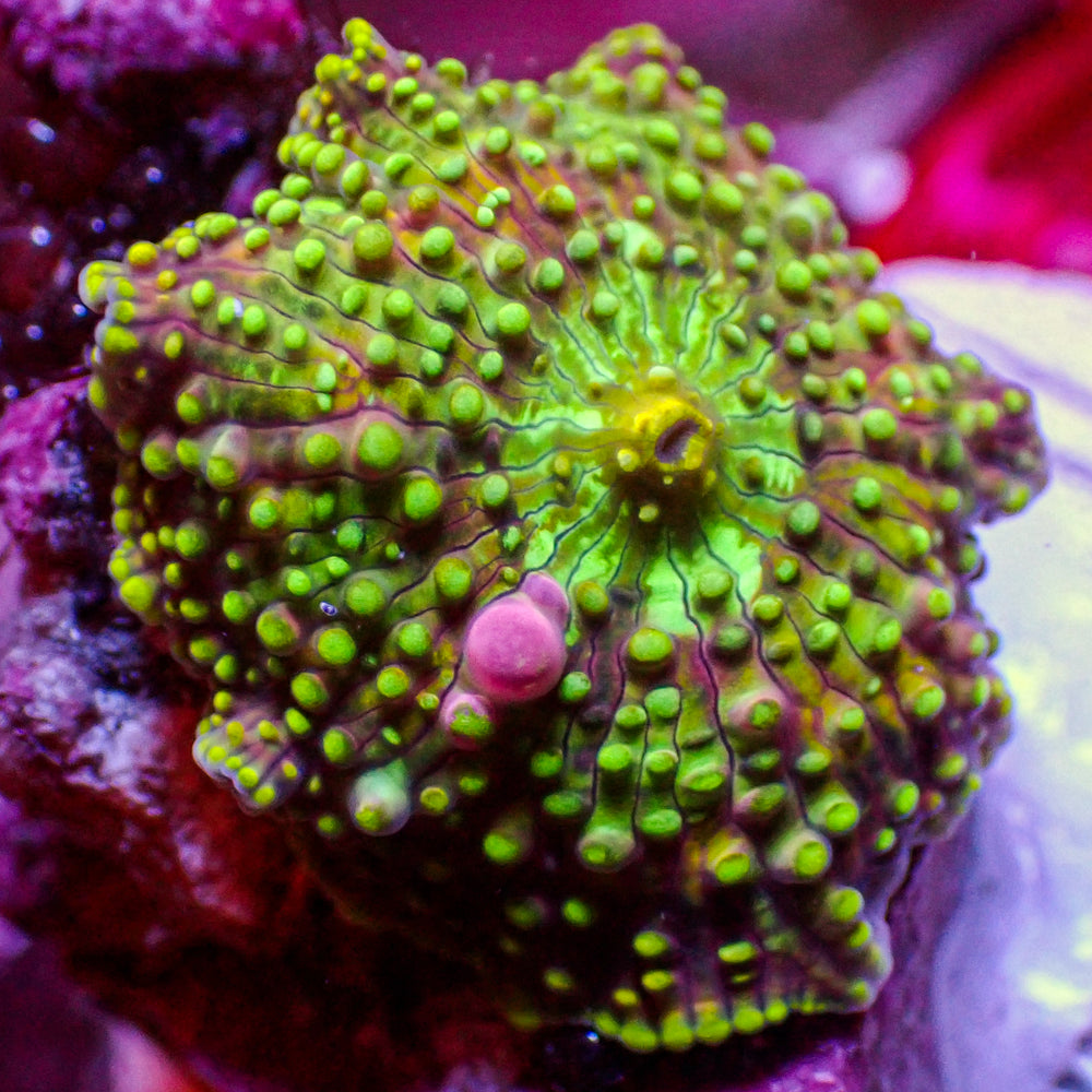 WYSIWYG Pink Bounce Toxic Jester Discosoma Mushroom (Rare)
