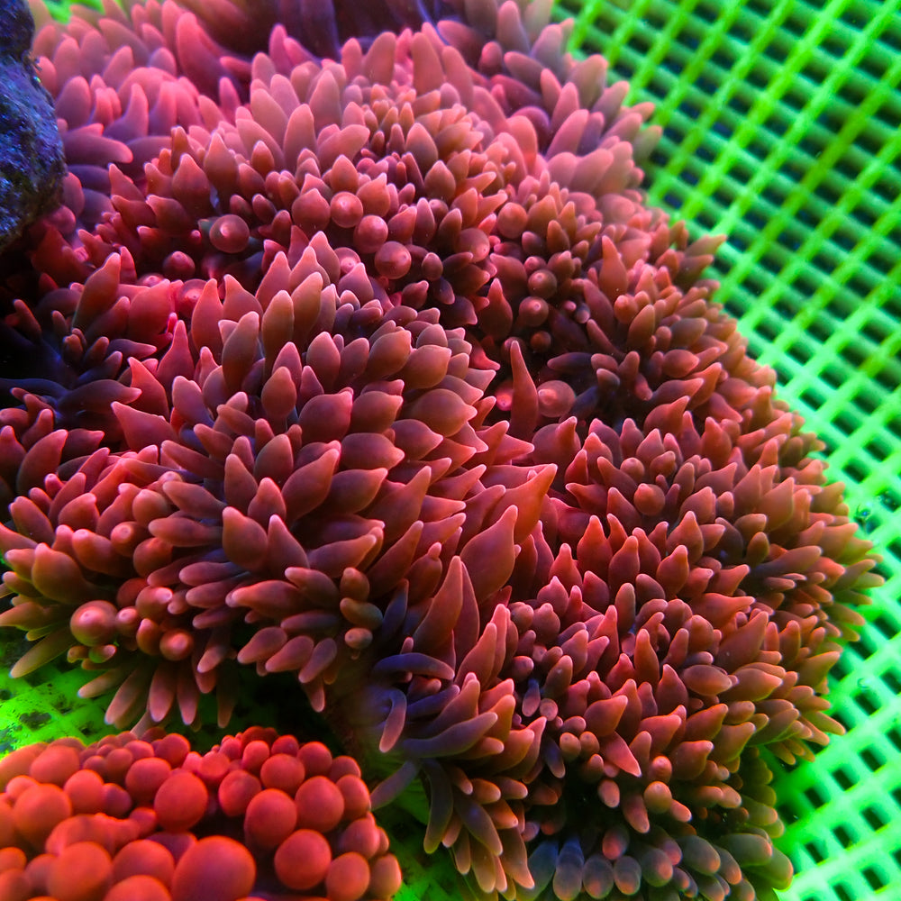 WYSIWYG CA Red Devil Bubble Tip Anemone (4-5