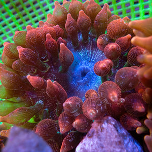 WYSIWYG Speckled Strawberry Bubble Tip Anemone (5-6”)