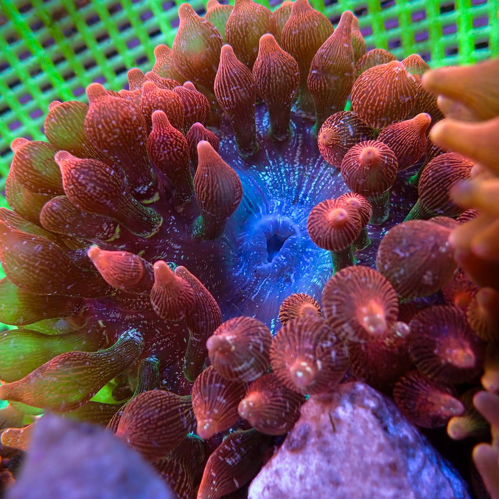 WYSIWYG Speckled Strawberry Bubble Tip Anemone (5-6”)