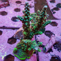 WYSIWYG Aussie Multicolor Teal Green Acropora Colony (4-5")