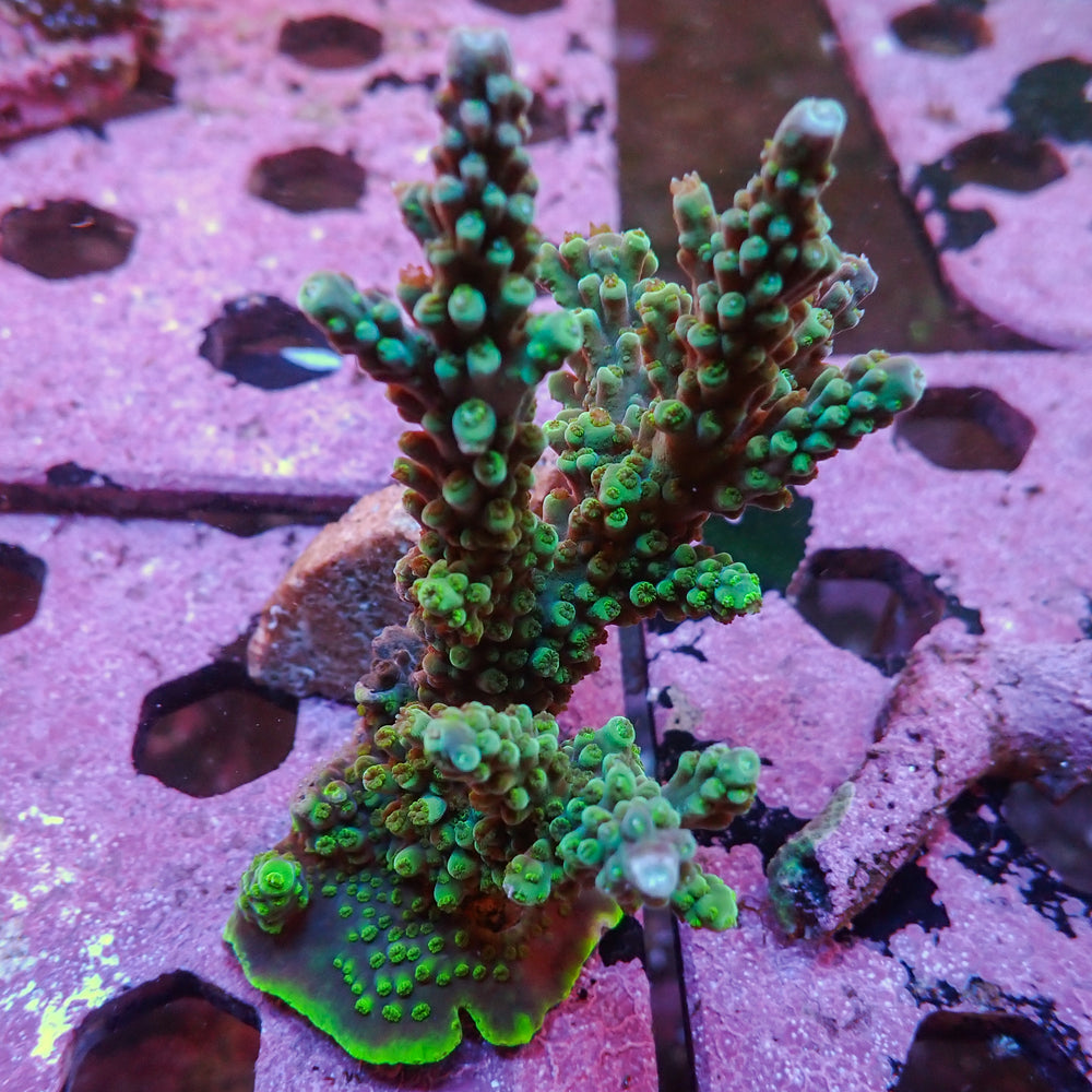 WYSIWYG Aussie Multicolor Teal Green Acropora Colony (4-5