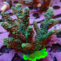 WYSIWYG XL Aussie Multicolor Teal Green Acropora Colony (4-5")