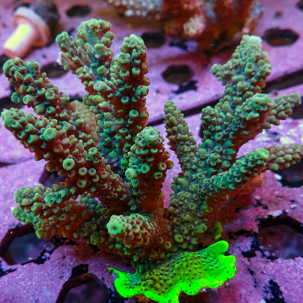 WYSIWYG XL Aussie Multicolor Teal Green Acropora Colony (4-5